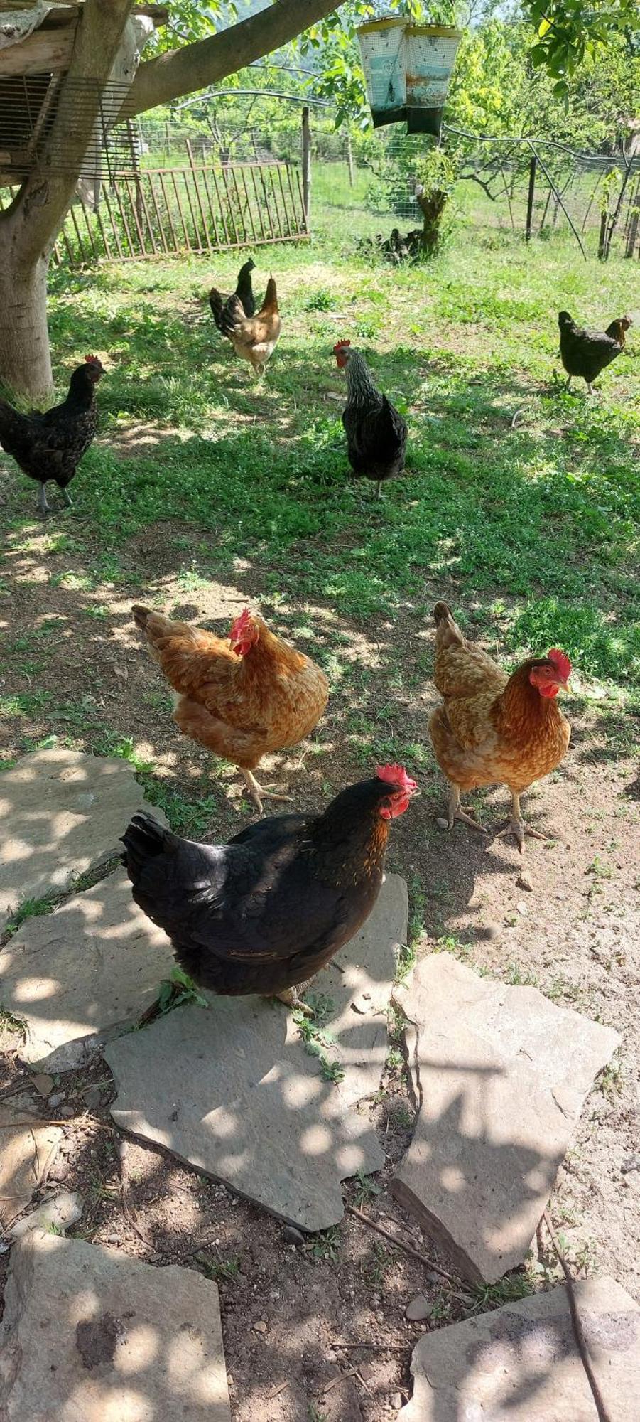 Country Home Genesi 20 Min From Trikala エクステリア 写真