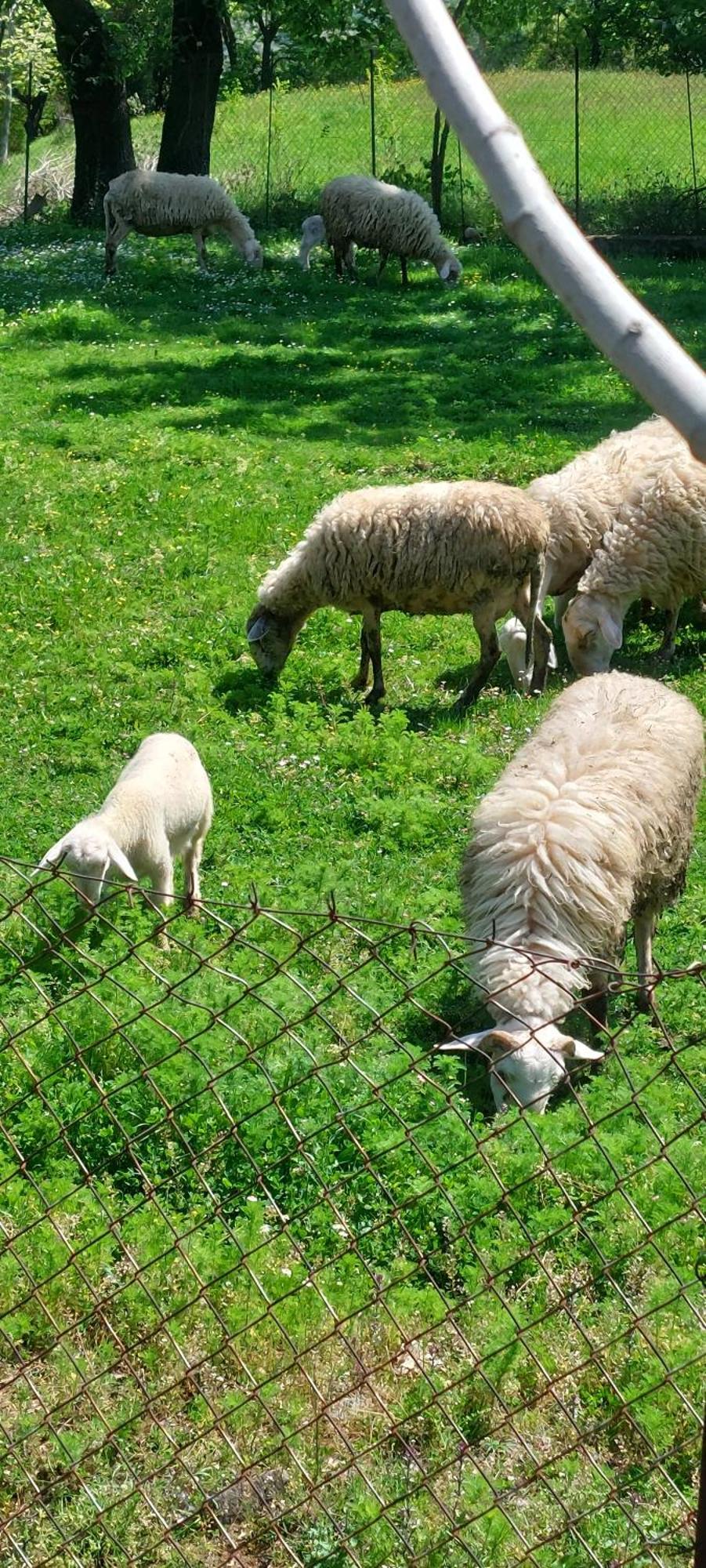 Country Home Genesi 20 Min From Trikala エクステリア 写真